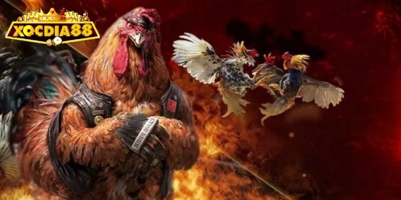 Vì sao Đá gà Xocdia là môn cá cược đáng chú ý?