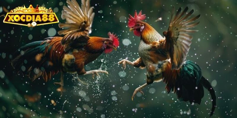 Những thông tin đá gà được Xocdia cung cấp mỗi ngày