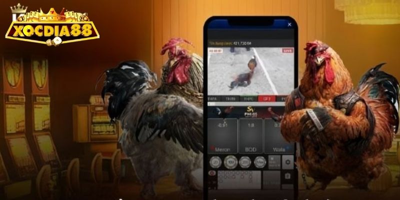 Những lưu ý khi tiếp cận thông tin đá gà tại Xocdia