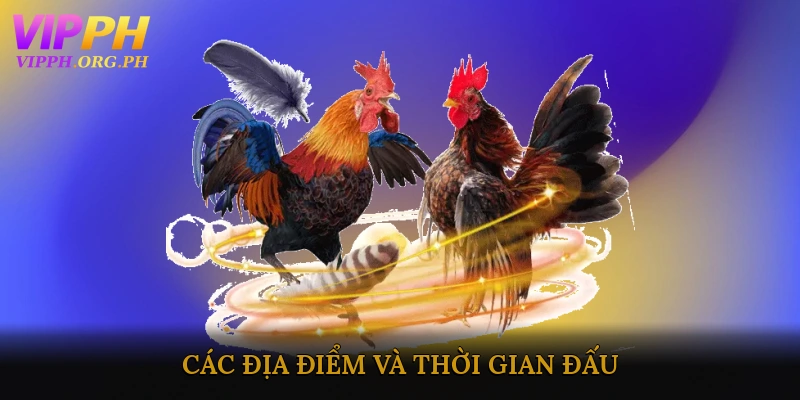 Trận Đá Gà Hôm Nay: Các Địa Điểm Và Thời Gian Đấu