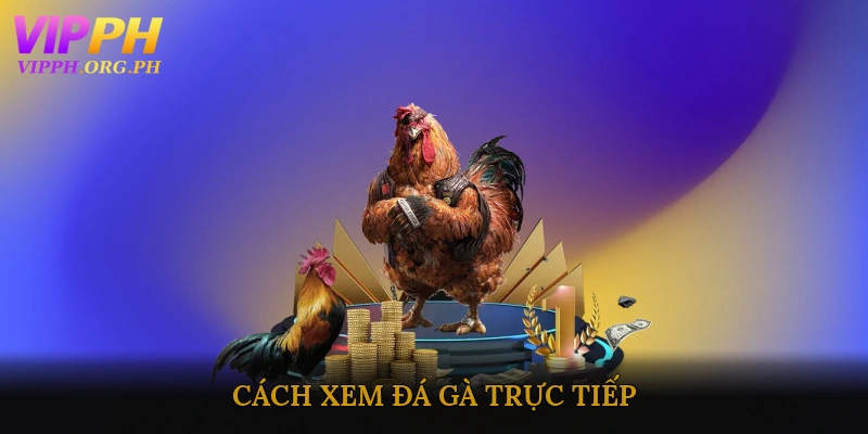 Cách Xem Đá Gà Trực Tiếp: Các Nền Tảng Đang Phát Sóng