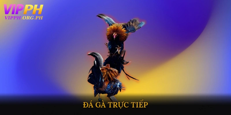 Đá Gà Trực Tiếp