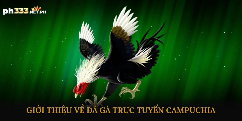 Giới Thiệu Về Đá Gà Trực Tuyến Campuchia
