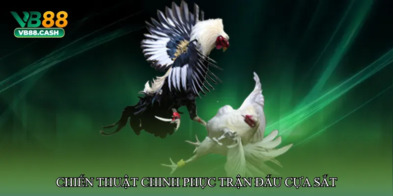 Chiến thuật chinh phục trận đấu cựa sắt