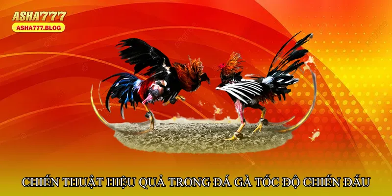 Chiến thuật hiệu quả trong Đá gà tốc độ chiến đấu
