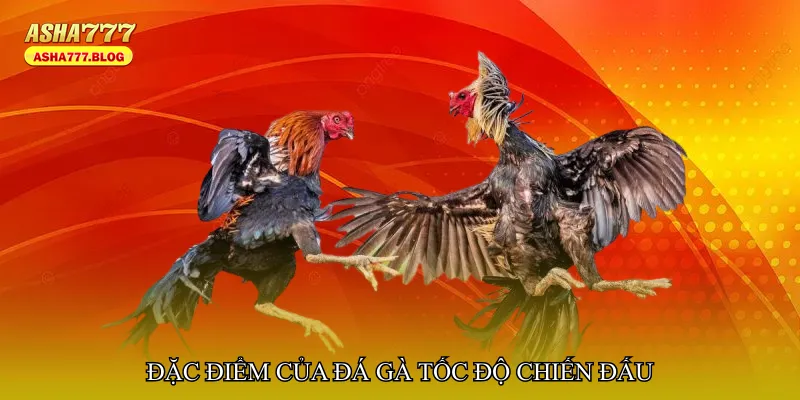Đặc điểm của Đá gà tốc độ chiến đấu