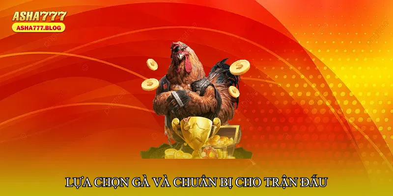 Lựa chọn gà và chuẩn bị cho trận đấu